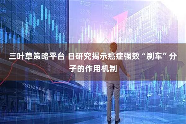 三叶草策略平台 日研究揭示癌症强效“刹车”分子的作用机制